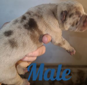 Olde English bulldogge puppies