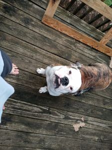 1 yr old olde english bulldogge