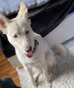 Active puppy needs good home