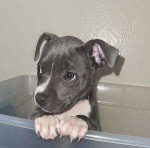 Pitbull-Bully Mix