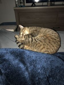 Dexter 1 year old male cat