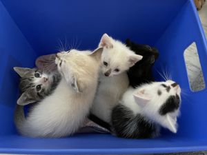 Cute Kittens