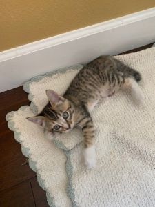 Kitten For Sale in Gresham, Oregon