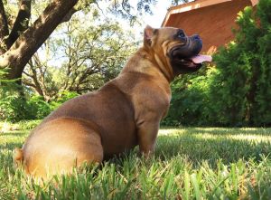 American exotic pocket bullies