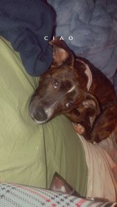 Selling my puppy tora