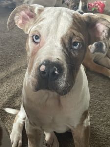 Loving, playful puppies ready for home!