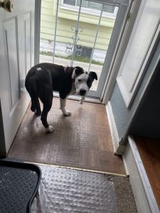 5month old red nose female