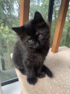 Kittens in seattle wa