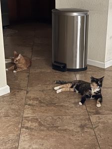 Adorable Cats