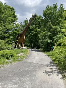 Puppies for sale breed: BULLY XL