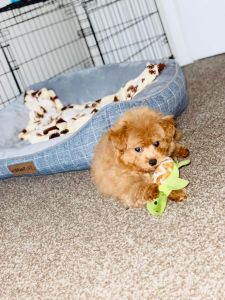 It’s a mix breed with pomerian and poodle Called pomapoo