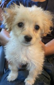 Chi- Poo very cute and lovable. Friendly and playful.