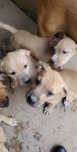 Forever Homes 4 Puppies