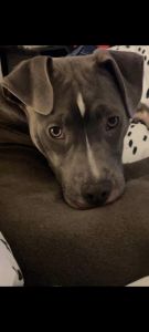 Lovable puppy for sale