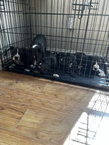 American pit bull puppies