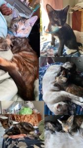 Hello Kitty Lover’s