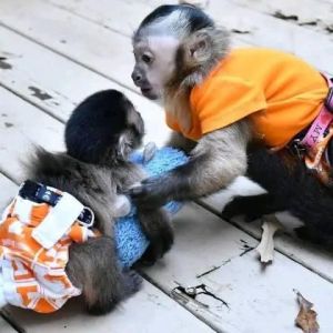 Female Capuchin Monkey available she is vet checked