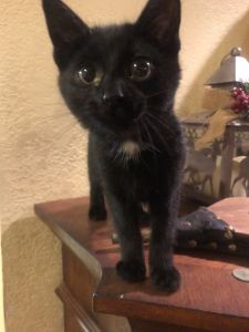 Blackie the black kitten