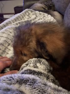 F1b mini bernedoodle