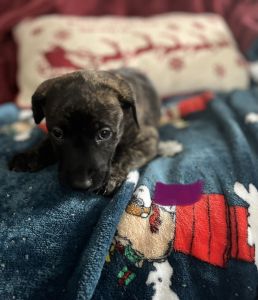 Belgian Malinoise Great Dane mix