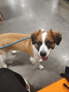 1& 1/2 Year Old Puppie