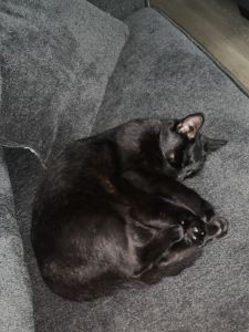 I sell two baby cats with the mom cat