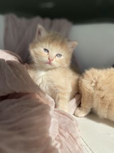Cute Kittens