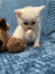 Boys & Girls Napoleon Kittens For Sale Now