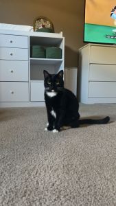 3 Cat Sibling/ Littler Robot/ Food & Water Dispenser/ Cage