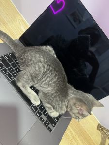 I have two kittens but I can’t take care of them