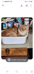 Kitties kitties kitties