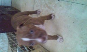 pitbull puppies for sale