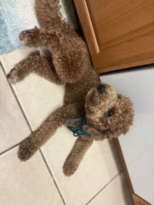 Male Mini Aussie Doodle