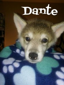 Gorgeous Low Content Wolfdogs