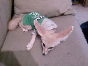 Smart fennec foxes ready