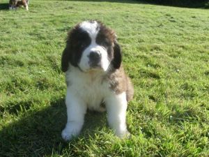 Marvelous st. Bernard pups