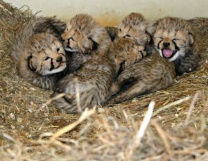 Cheetah Cubs, Lion Cubs and Tiger Cubs for sale -