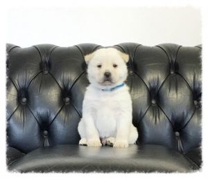 chow chow X husky Pups ready