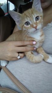 Orange tabby kitten