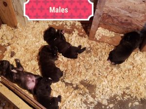 Puppies for sale
