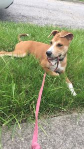 Cute puppy for sale! Pit Lab Mix