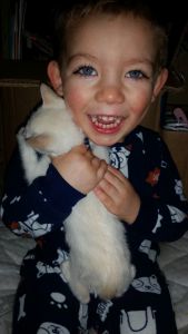 Siamese kittens for sale