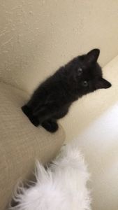 Feline Kitten 8 weeks old