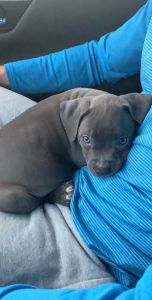 Pit bull puppy for sale