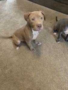 Puppies For Sale