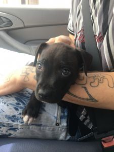 Pure blue nose puppy