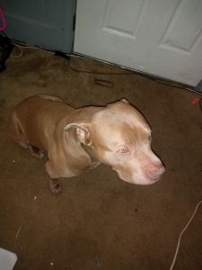 Purebred American pittbull