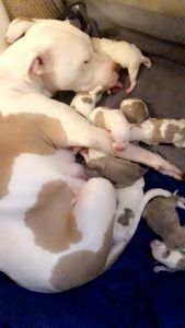 Cute baby Puppies horn on Thanksgiving ready for thier forever home