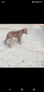 Selling my female puppy Madison she is no longer able to stay in my ap