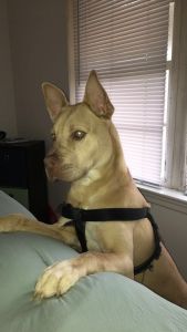 9 month old German Shepard pit mix